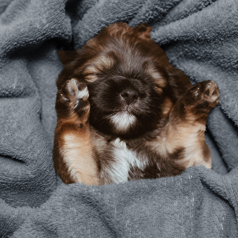 Waterproof Pet Blanket Reversible 40x30 Throw Protects Couch, Car, and Bed from Spills, Stains, or Fur Dog and Cat Blankets (Gray)