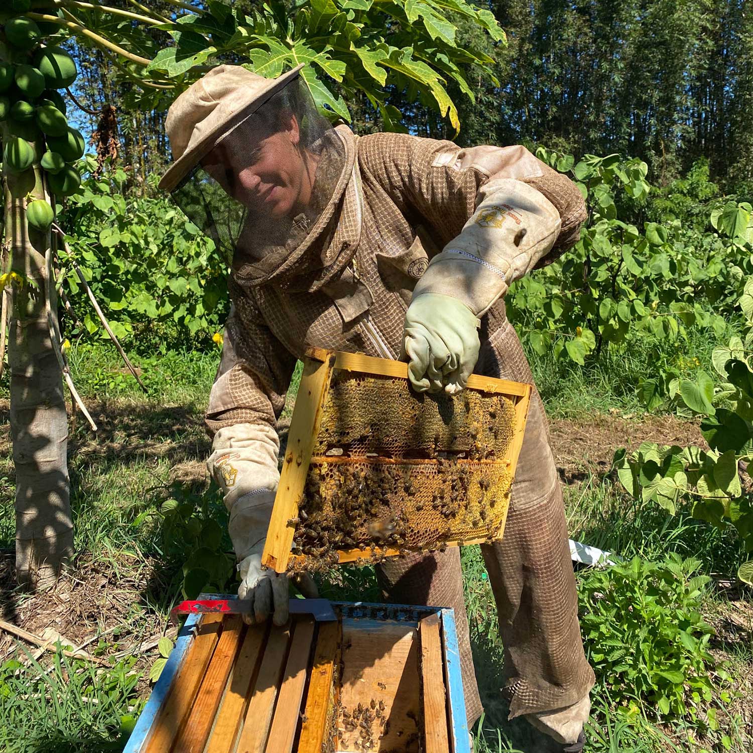 Organic Moloka'i Honey