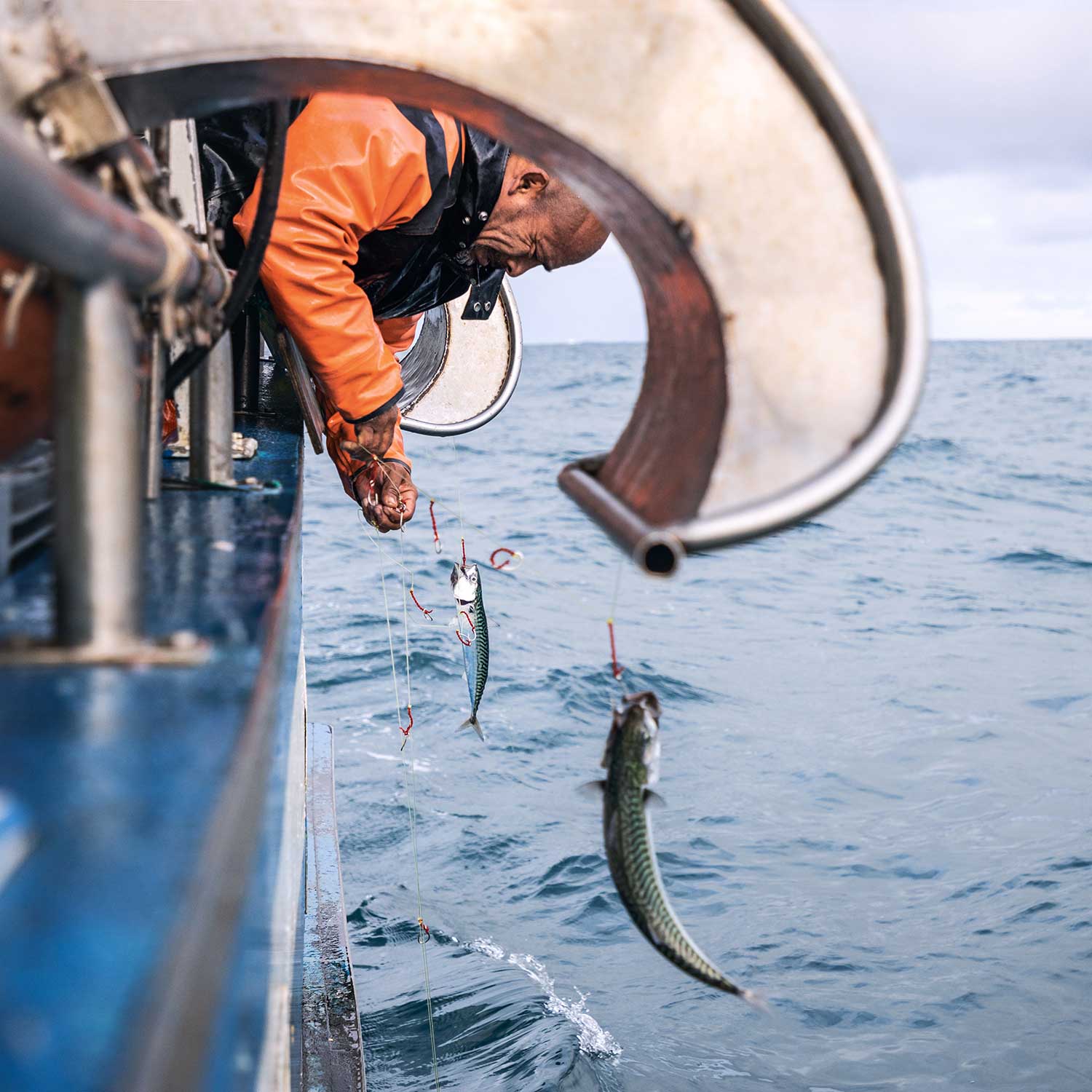 Mackerel Variety - 3 Pack