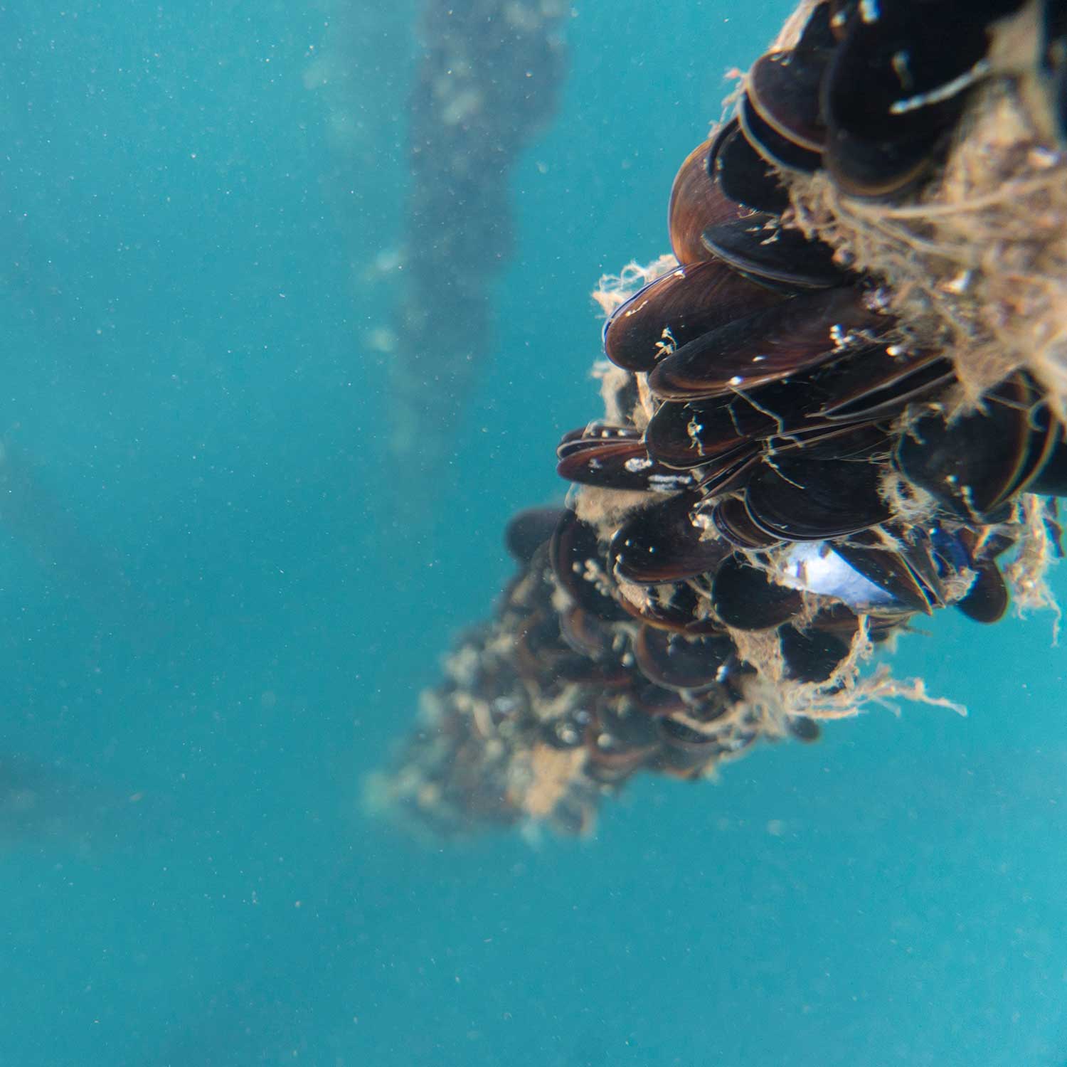 Mussels Variety - 3 Pack