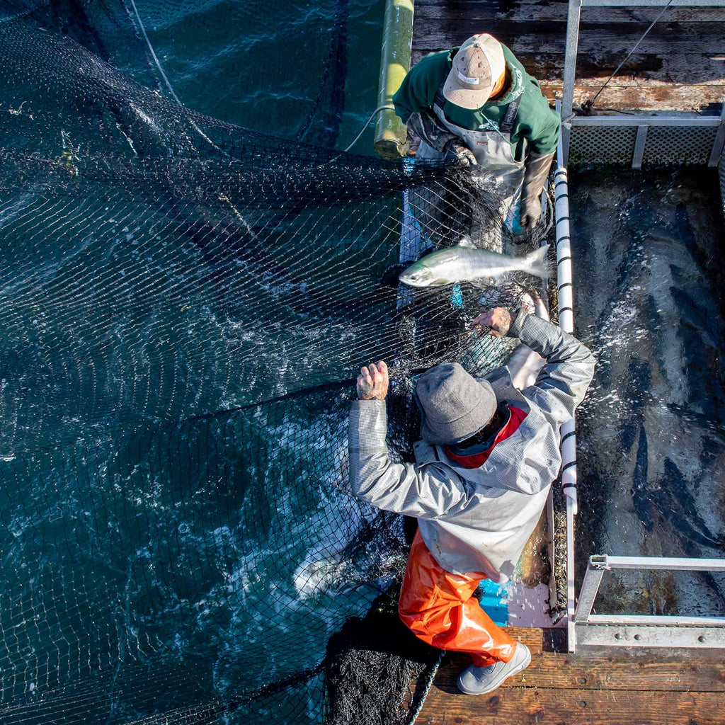 Wild Pink Salmon, Black Pepper