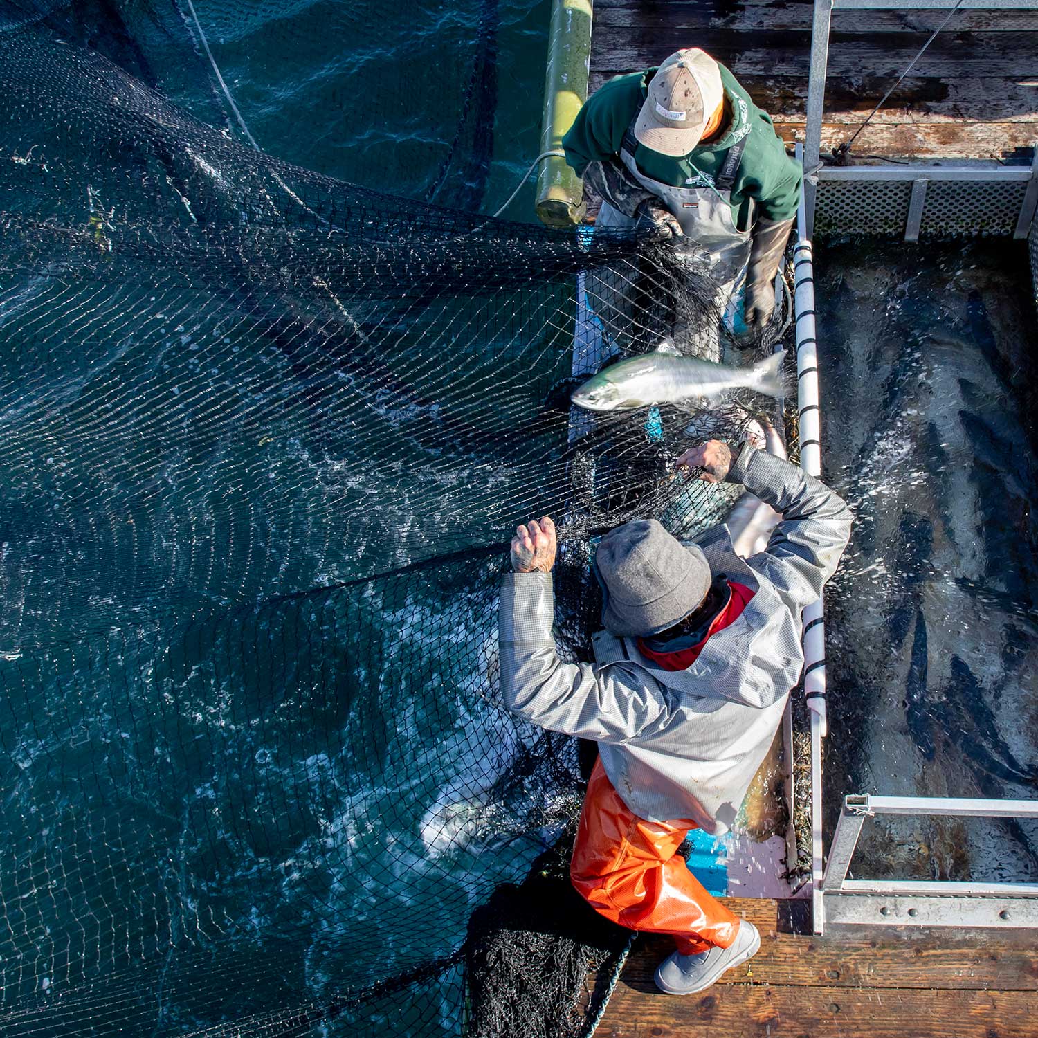 Wild Pink Salmon, Black Pepper