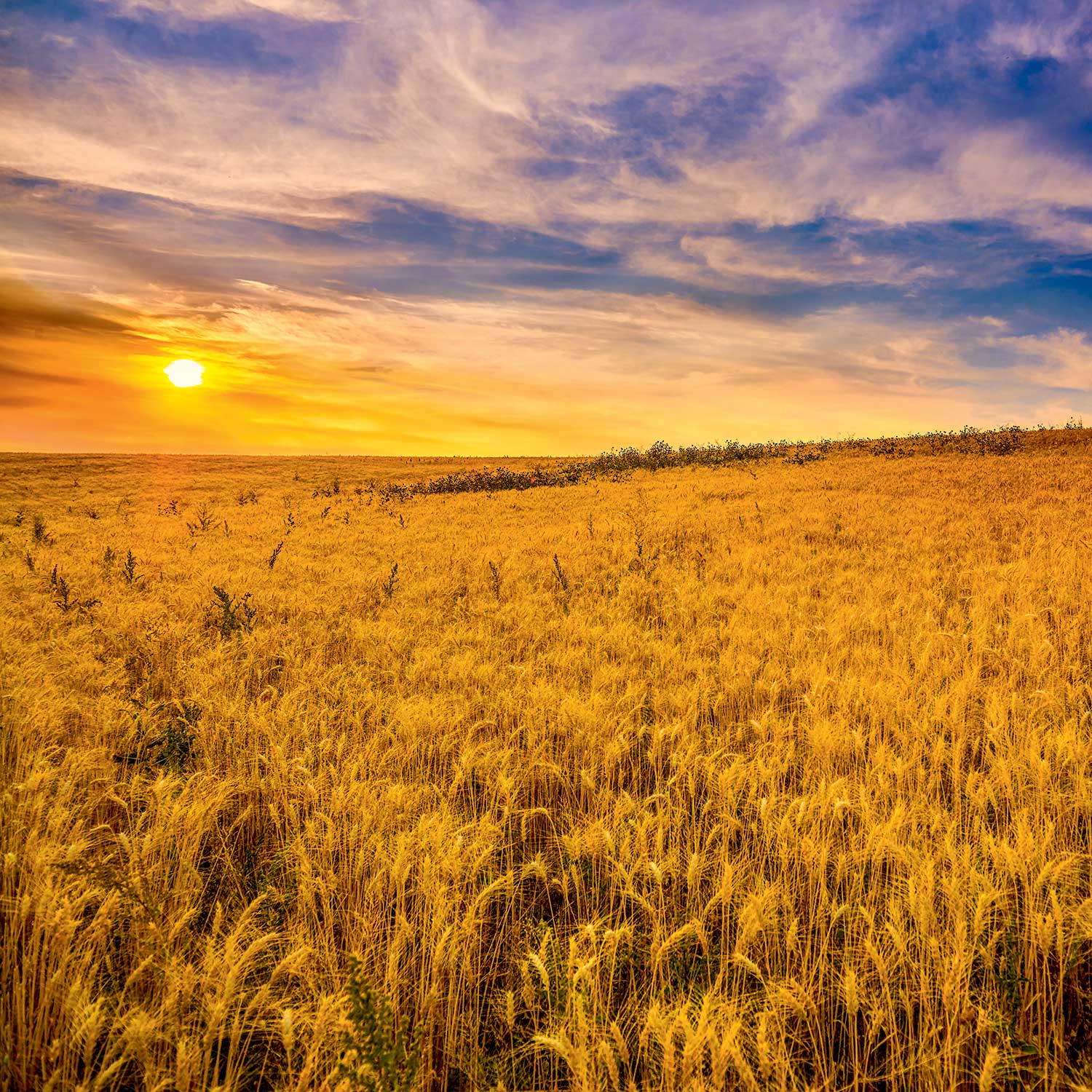 Organic Mushroom + KAMUT® Khorasan Wheat Savory Grains
